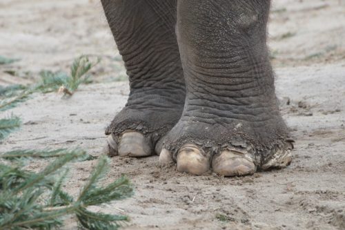 elephant foot